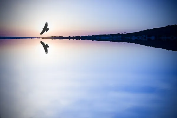 Bird silhouette on the horizon — Stock Photo, Image