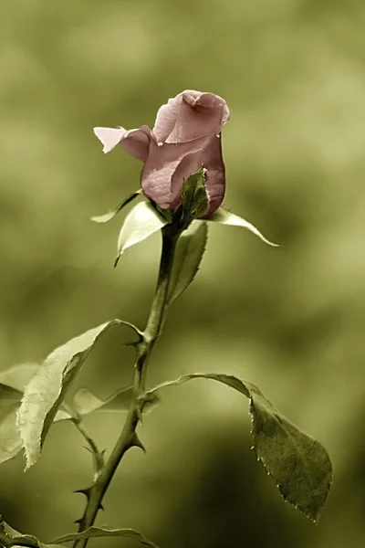 Różowy na zielonym tle — Zdjęcie stockowe