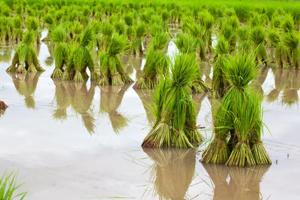 Plántulas de arroz — Foto de Stock