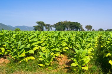 Tobacco field clipart