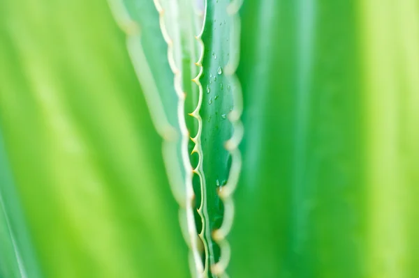 Espinho de Planta Verde — Fotografia de Stock