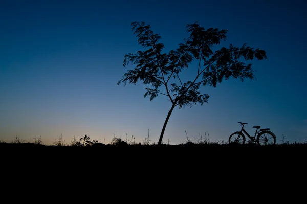 Silhouette tree — Stock Photo, Image