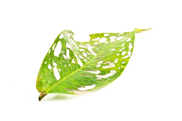 Folhas causadas por insetos para comer — Fotografia de Stock