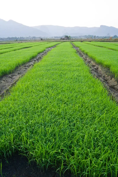 Rice field — Stock Photo, Image