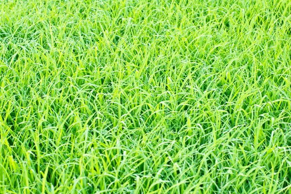 Pohled shora zelené trávy — Stock fotografie