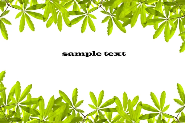 stock image Blank with green leaf