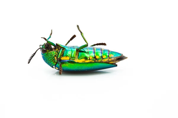 Metallic wood boring beetle (Chrysochroa saundersi — Stock Photo, Image