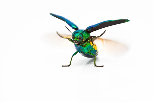 stock image Metallic wood boring beetle (Chrysochroa saundersi