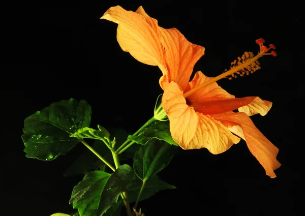 Blume der Liebe — Stockfoto