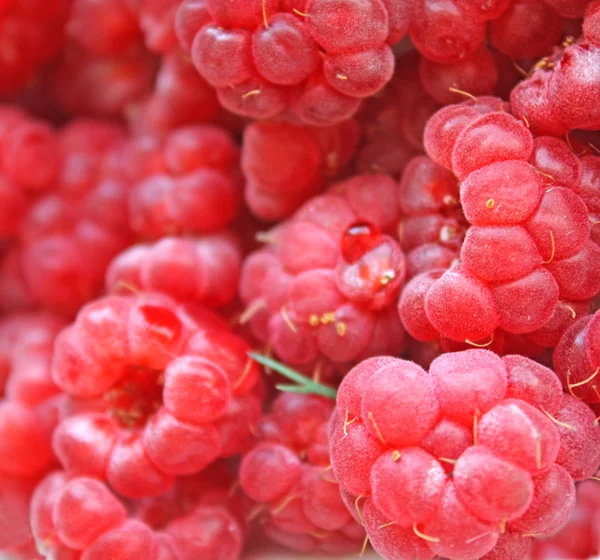 多汁的树莓 — 图库照片