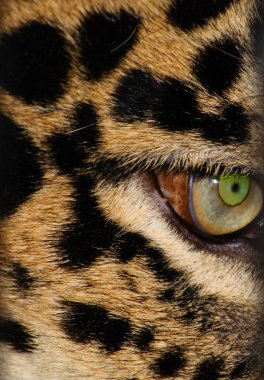 Leopard's eye clipart