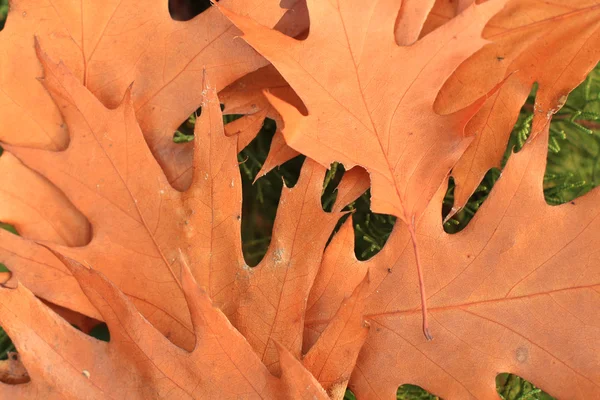 Meşe yaprağı — Stok fotoğraf