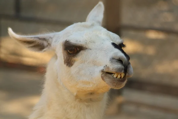 Weißes Lama — Stockfoto