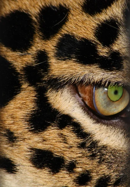 Leopard's eye — Stock Photo, Image