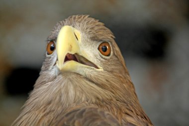 Eagle's head clipart