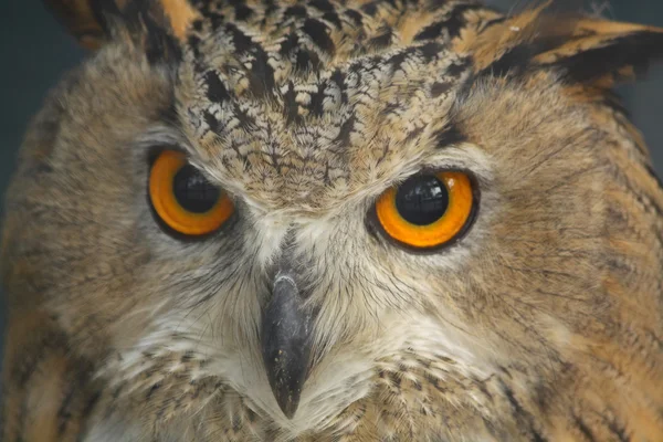 Owls huvud — Stockfoto