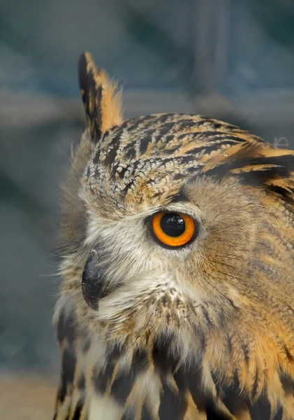 Eagle-owl — Stock fotografie