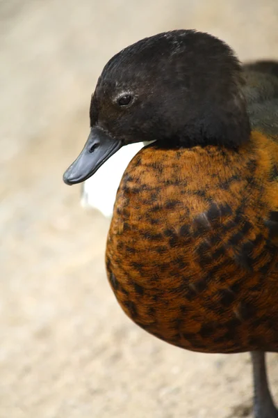 Ducky ptak — Zdjęcie stockowe