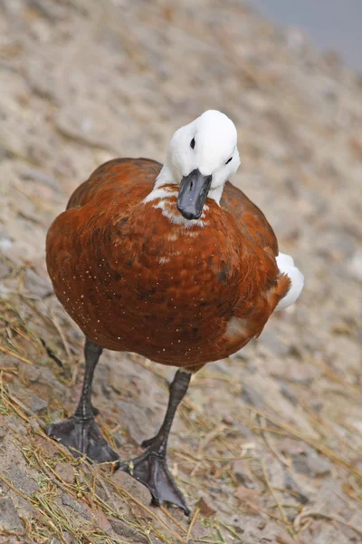 Ördek ayakta — Stok fotoğraf