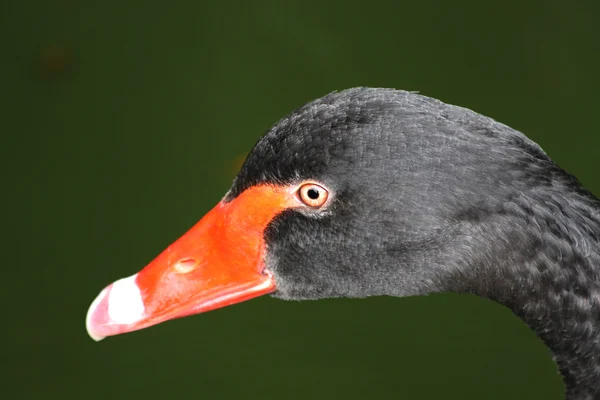 Cisne negro — Fotografia de Stock