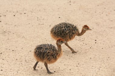 Little ostriches clipart