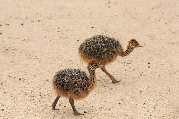 Küçük deve kuşları — Stok fotoğraf