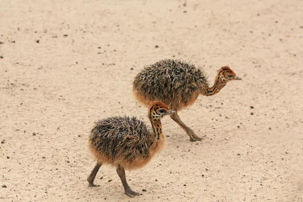 Pequenos avestruzes Imagens Royalty-Free