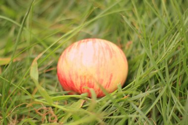 elma çimenlerin üzerinde