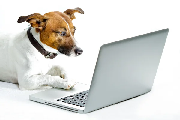 Köpek laptop — Stok fotoğraf