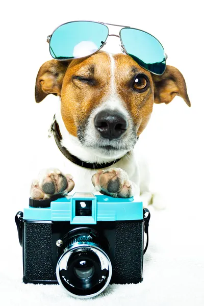 Dog with photo camera — Stock Photo, Image