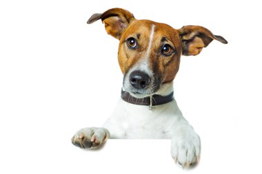 Dog with banner clipart