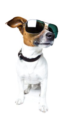 Dog Shades clipart