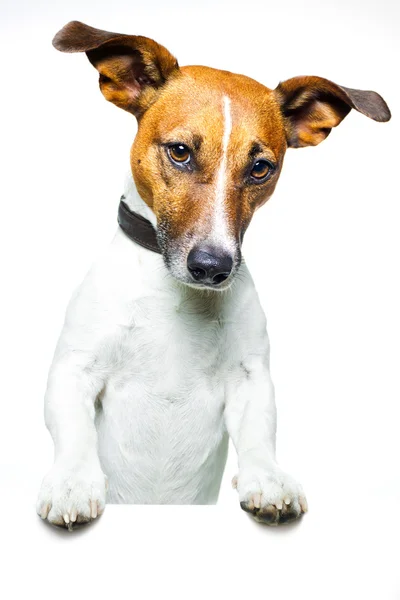 Σκυλί με πανό — Φωτογραφία Αρχείου