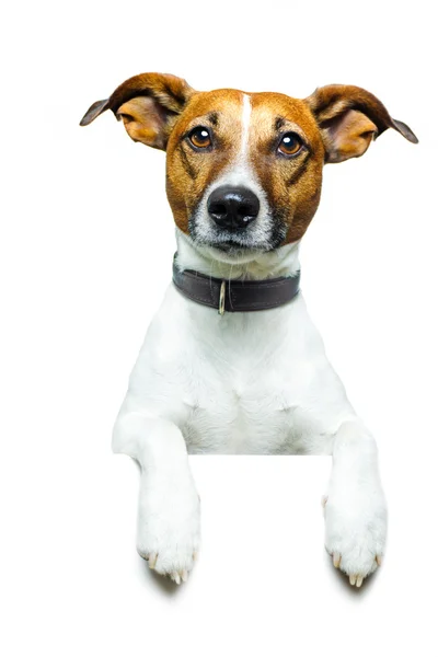 Hond met banner — Stockfoto