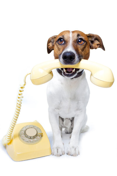 Dog using a yellow phone