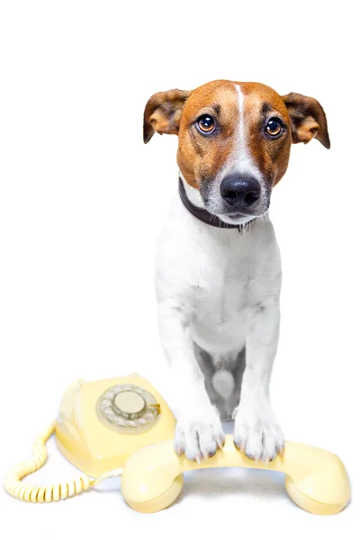 Perro en el teléfono — Foto de Stock