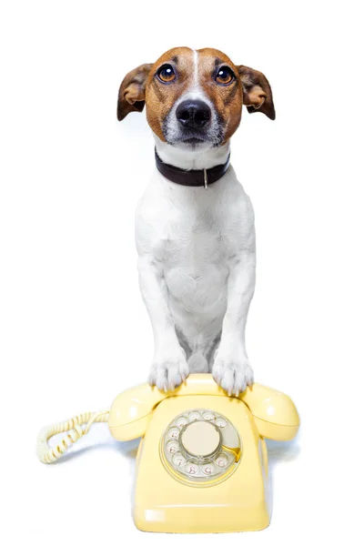 Pes na telefonu — Stock fotografie