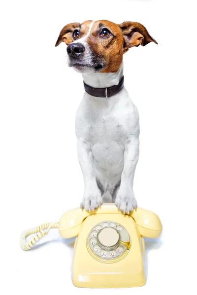 電話で犬 — ストック写真
