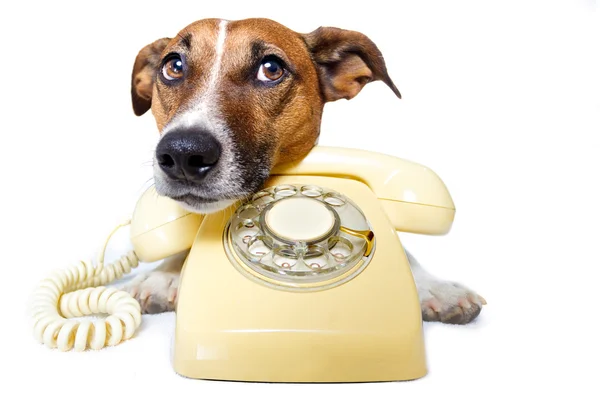 電話で犬 — ストック写真