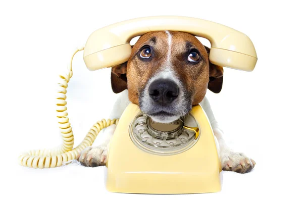 Cão no telefone — Fotografia de Stock