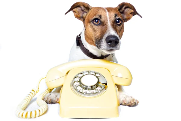 Σκυλί στο τηλέφωνο — Φωτογραφία Αρχείου