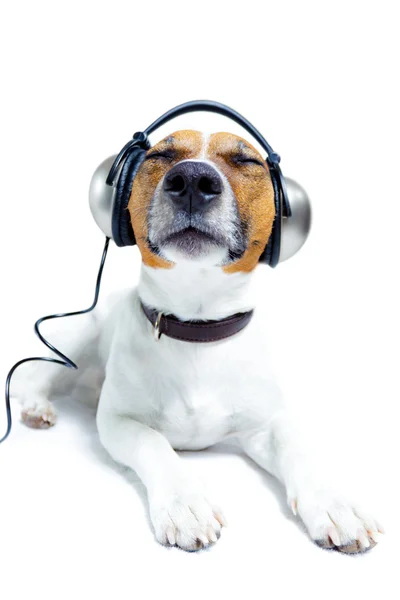 Pies słuchając — Zdjęcie stockowe