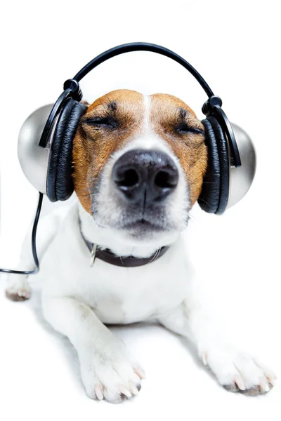 Cão escutando — Fotografia de Stock