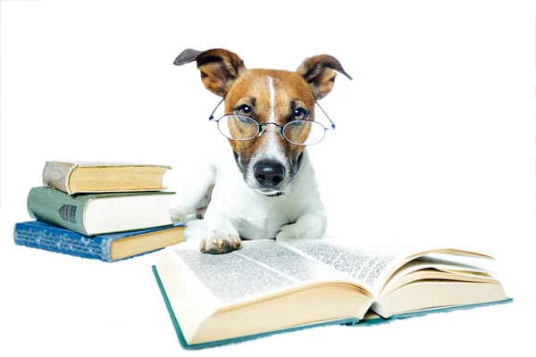 DOG LEARNING — Stock Photo, Image