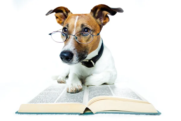 DOG LEARNING — Stock Photo, Image