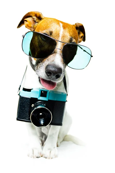 Câine folosind camera — Fotografie, imagine de stoc