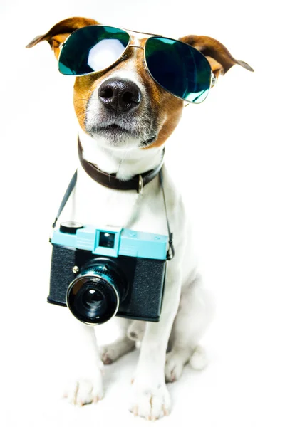 stock image Dog using camera