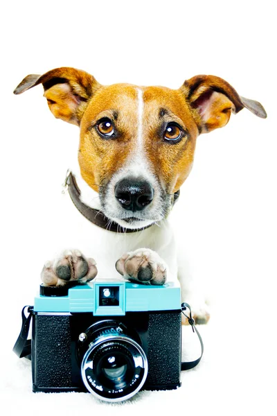 Hund med kamera — Stockfoto