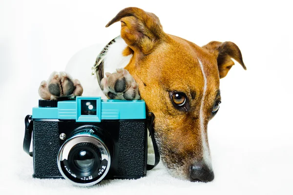 stock image Dog using camera