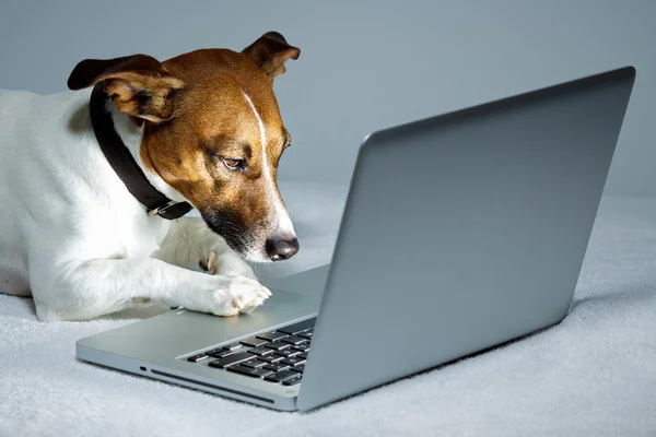 Dog lap top — Stockfoto